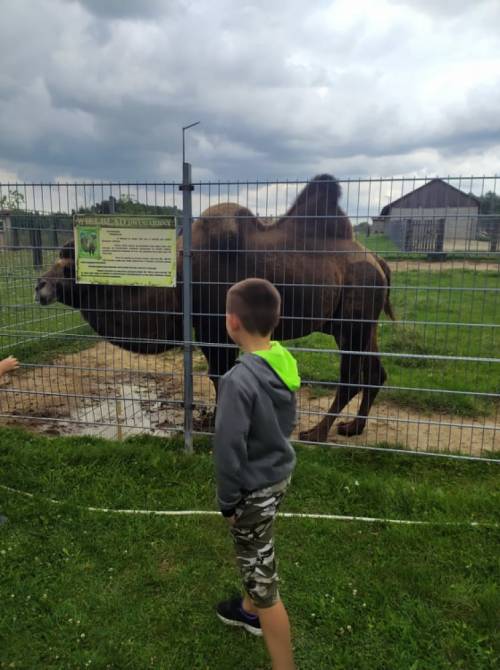Chłopiec przygląda się wielbłądowi stojącemu za ogrodzeniem